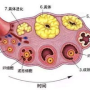 1.85是卵泡吗,卵泡1.8 1.5是成熟卵泡吗