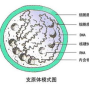 支原体感染1.80严重不,解脲支原体1.80E 05 什么意思啊