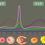 人促黄体生成素1.85