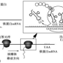 铁蛋白是什么，标准值多少