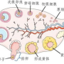 传奇,卵泡2.651.85,卵泡